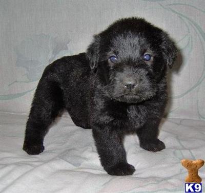 Labradoodle Puppies for Sale